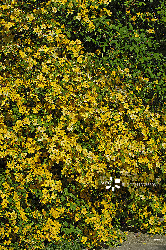 法国花卉中的日本麻图片素材