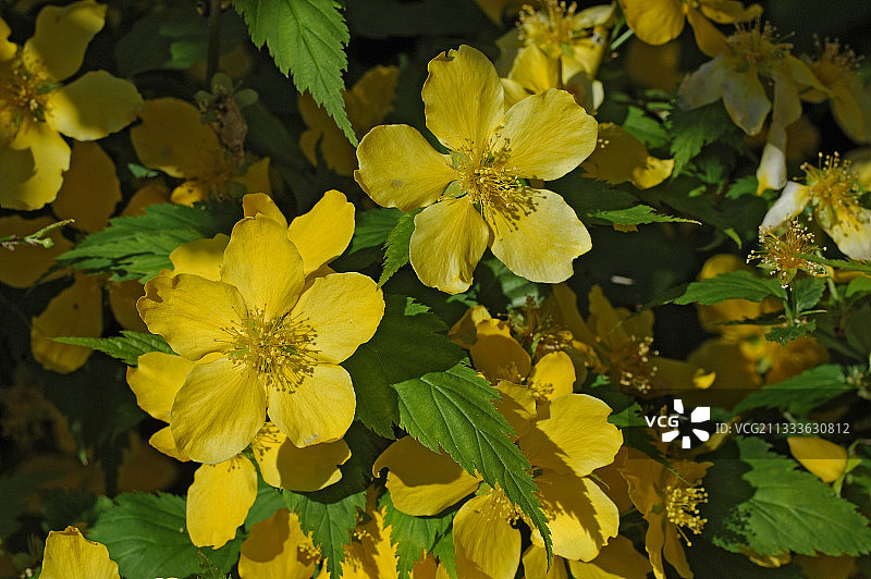 法国花卉中的日本麻图片素材