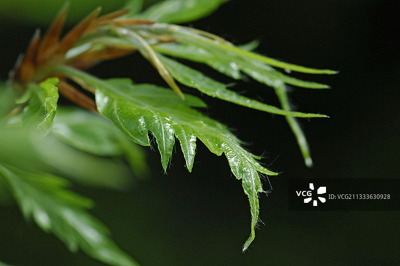 法国春季的榉木嫩叶图片素材