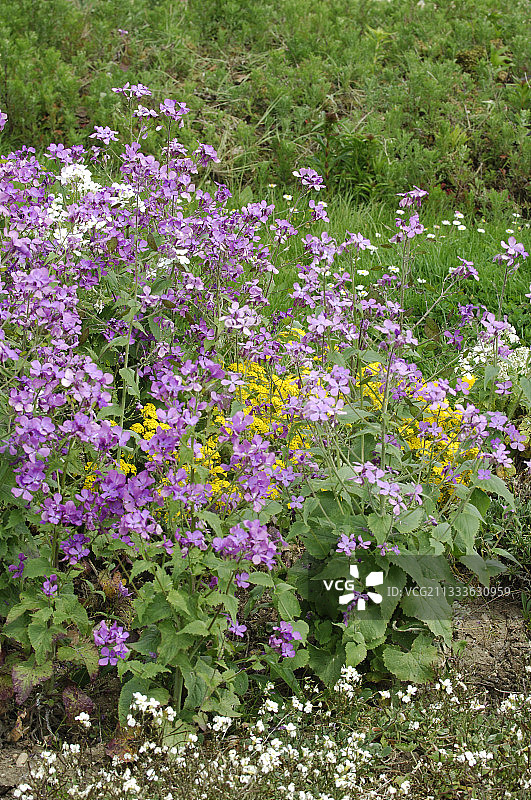 春天的银扇草图片素材