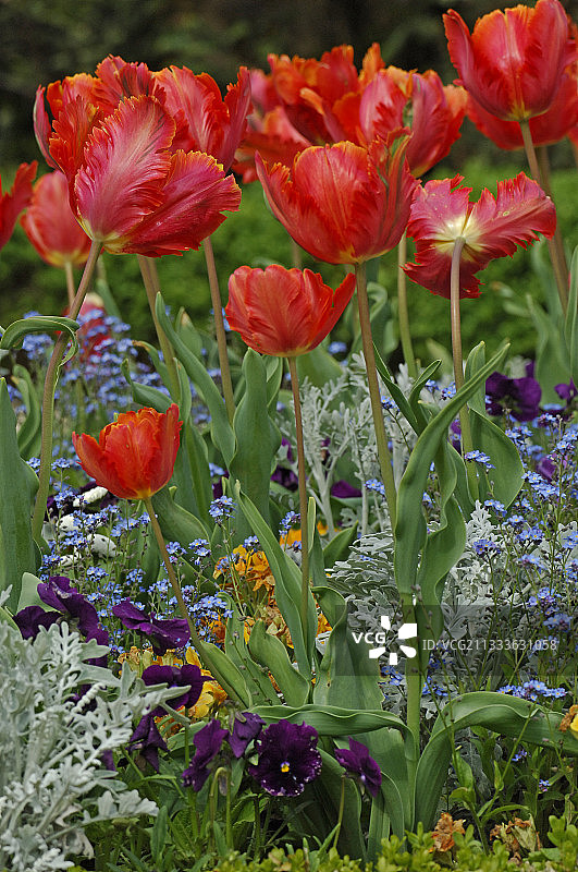 橙色鹦鹉郁金香图片素材