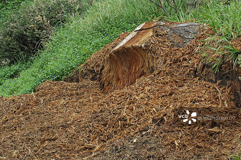 从树桩开始覆盖树皮的实现图片素材