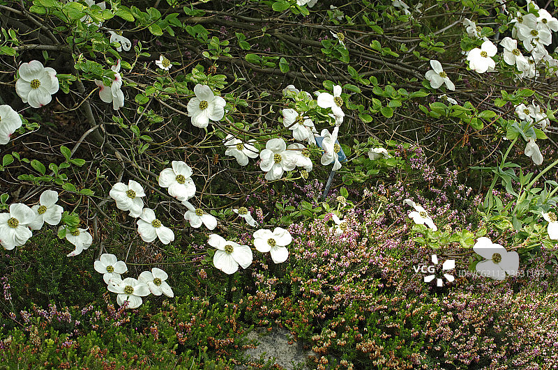 春天的太平洋山茱萸图片素材