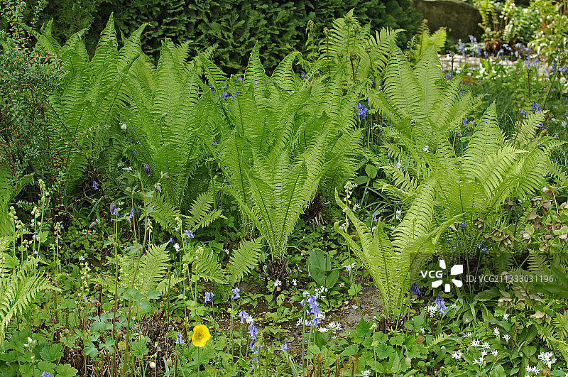 春天的蕨类植物图片素材