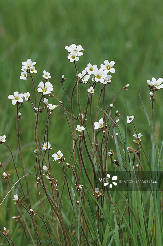 默尔特-摩泽尔省休耕地上的虎耳草，法国图片素材