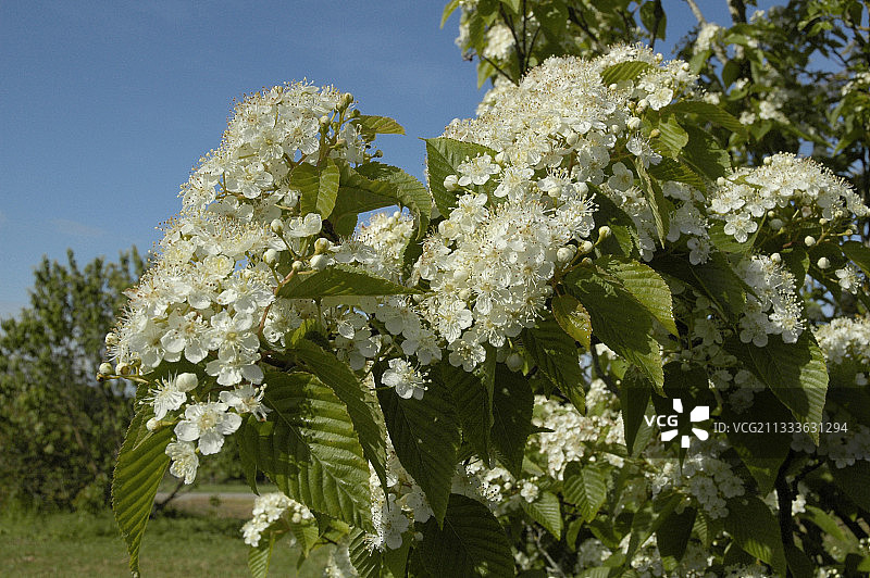 法国春季的朝鲜花楸花图片素材