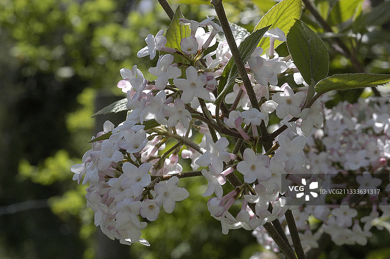 春天盛开的朝鲜香荚蒾图片素材