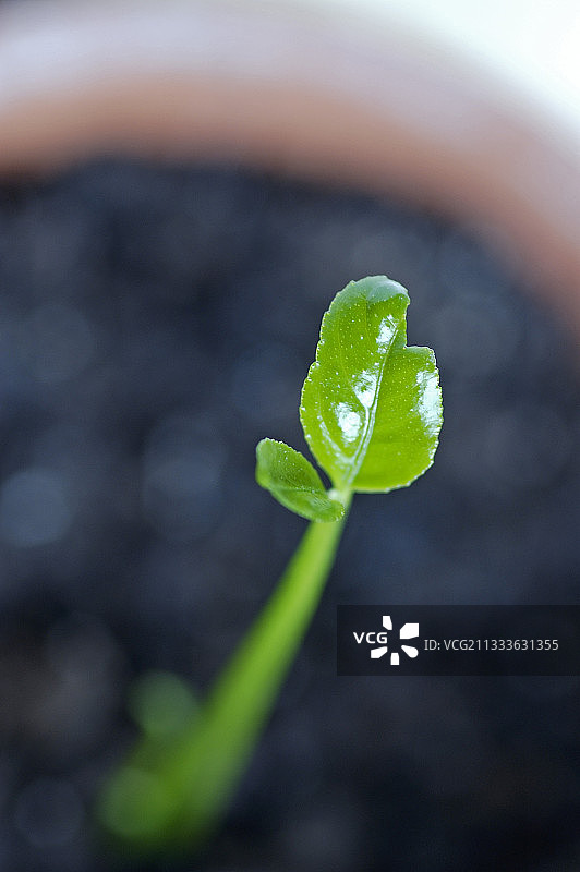 尤里卡品种图片素材