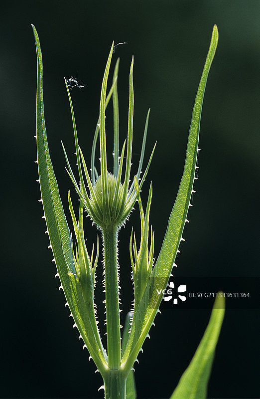 法国默尔特-摩泽尔省荒地中的续断图片素材