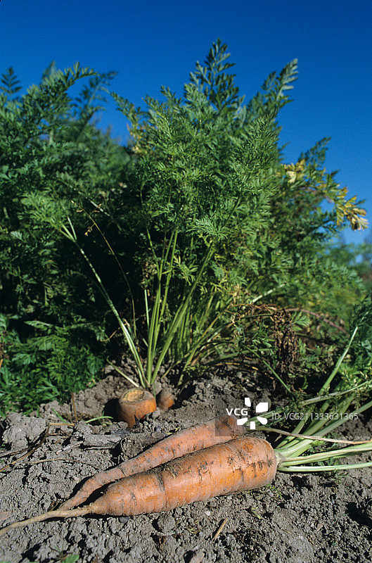 法国默尔特-摩泽尔省厨房菜园里的胡萝卜图片素材