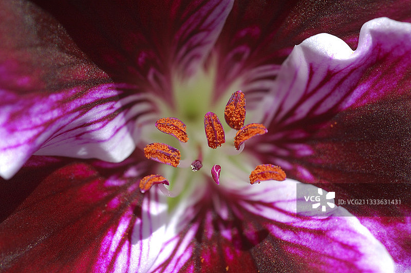 天竺葵的奶酪包布图片素材