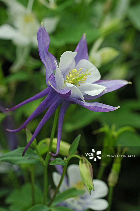 法国春季的耧斗菜花图片素材