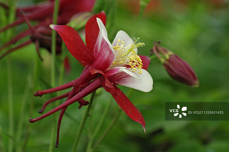 法国春季的耧斗菜花图片素材