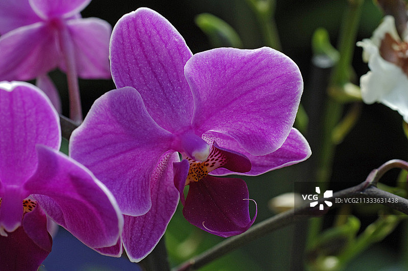 法国春季的蝴蝶兰图片素材