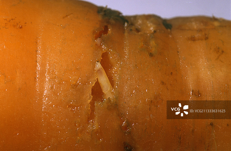 胡萝卜蝇幼虫图片素材