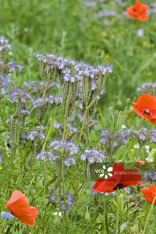 蜂室花和罂粟花的混合图片素材