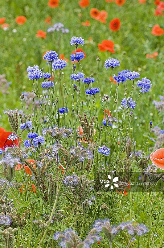 矢车菊和法赛丽亚图片素材
