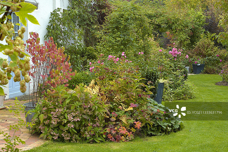 十月份露台附近的多年生灌木边界图片素材