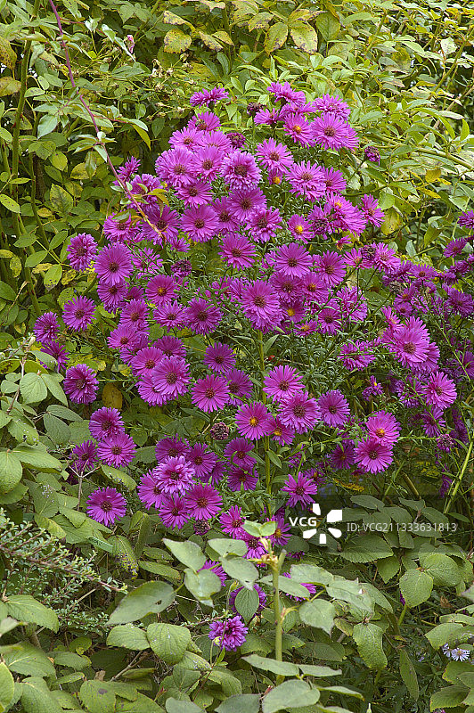 十月的灌木紫菀图片素材