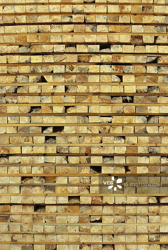 受到树皮甲虫侵扰的美洲黄松，加拿大图片素材