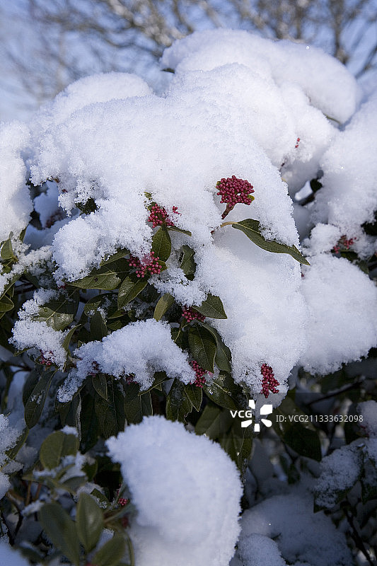 三月雪下荚蒾的花卉花蕾图片素材