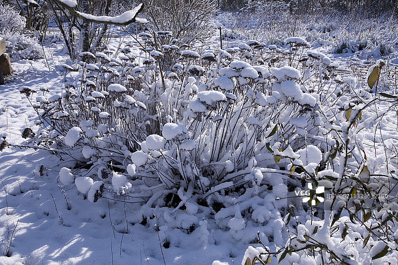三月雪地里的枯萎景天花图片素材