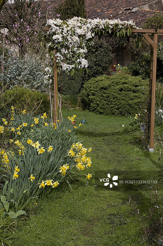 三月铁线莲水仙凉亭图片素材