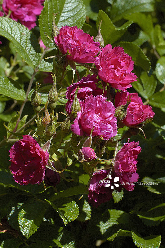 六月的杂交玫瑰树图片素材