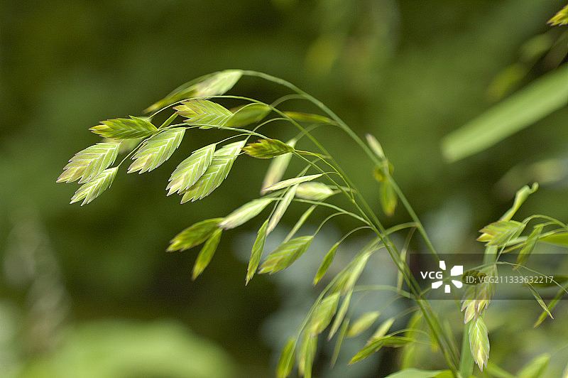 七月野燕麦的花序图片素材