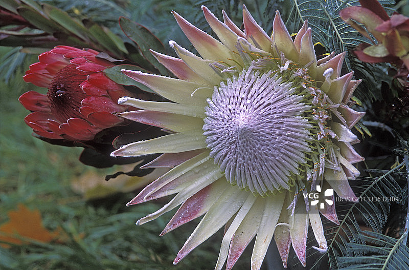 帝王花图片素材