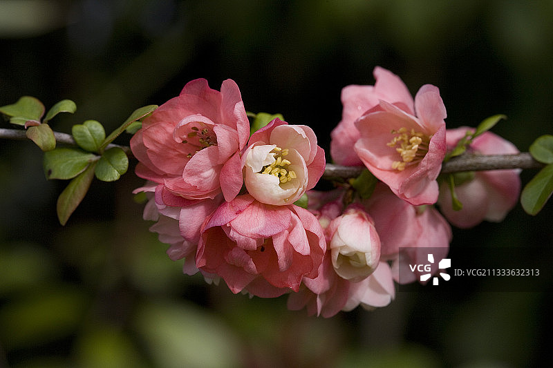 三月日本木瓜花图片素材