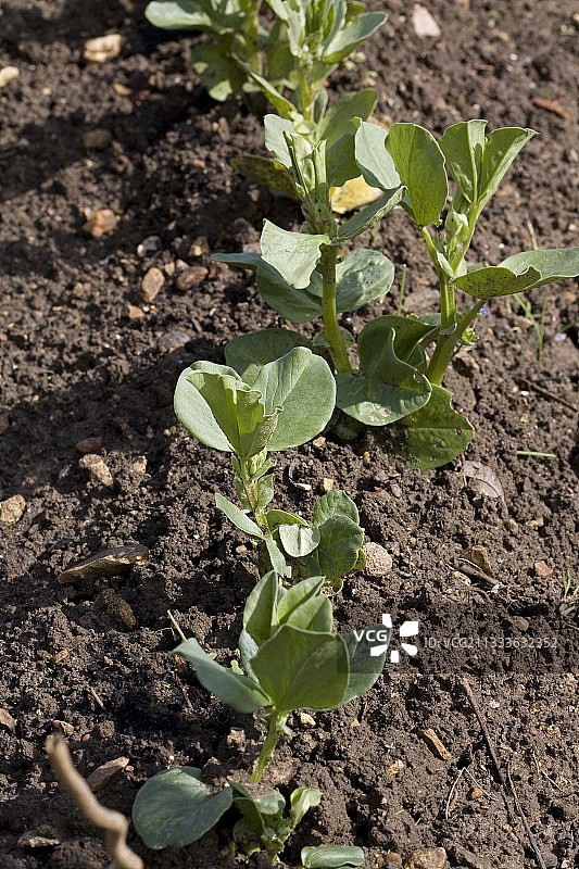 三月份的嫩蚕豆苗图片素材