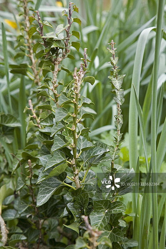 三月的直立常春藤图片素材
