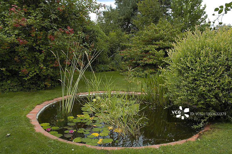 七月被小树环绕的花园池塘图片素材