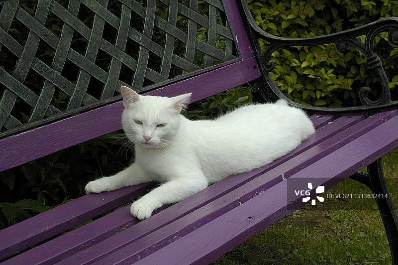 七月躺在花园长椅上的白色母猫图片素材