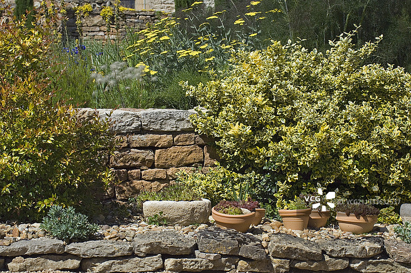 卫矛“翡翠金”黄色山块图片素材