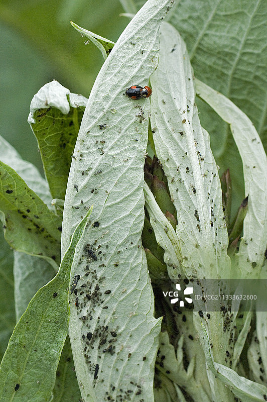 叶子上的植物虱子和瓢虫图片素材