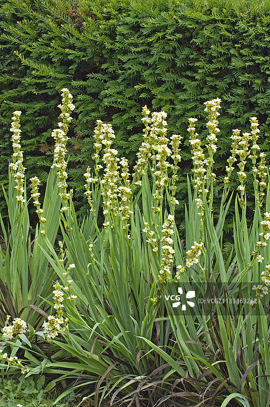 美丽季节里的一群金剑草图片素材