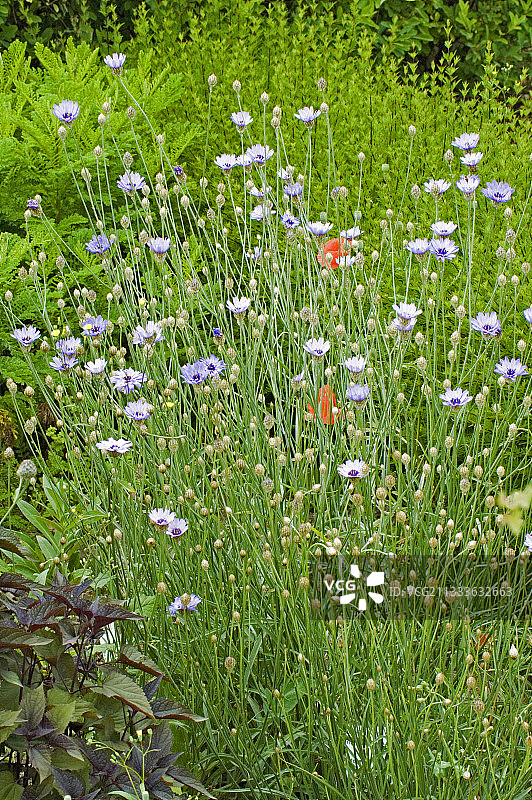 丘比特之箭图片素材