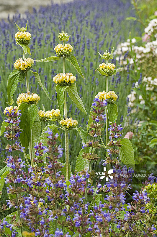 黄花鼠尾草和尼泊他草图片素材