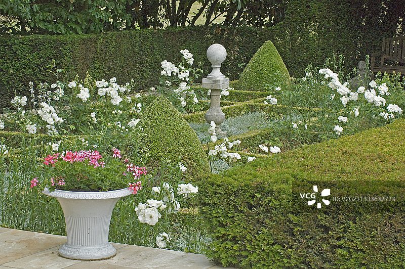 穆兰达蒂的冰山玫瑰和绿雕图片素材