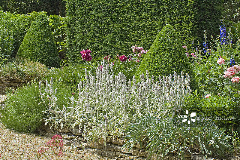 矮墙上的水苏图片素材