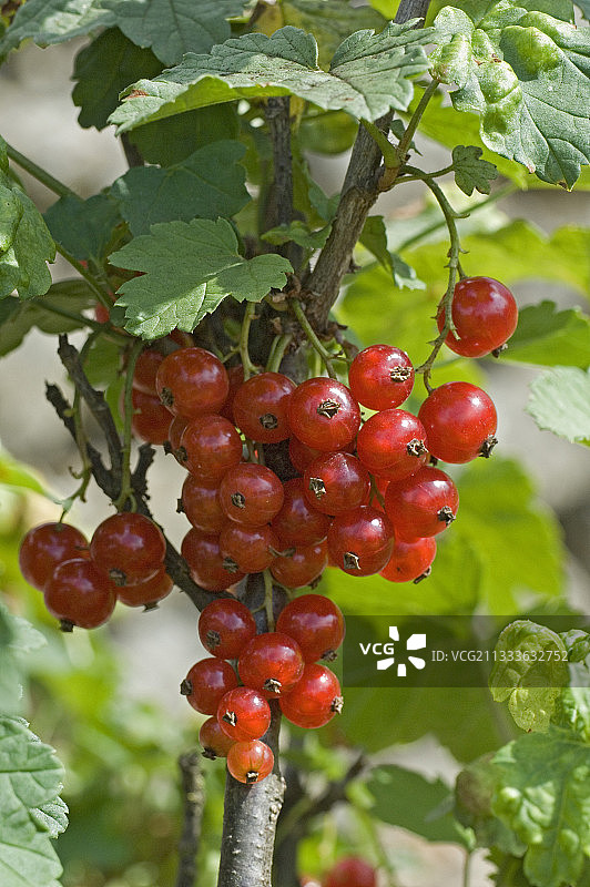 夏季的红醋栗图片素材