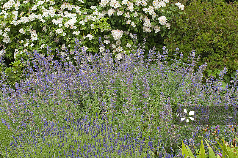 薰衣草和猫薄荷玫瑰花边框图片素材