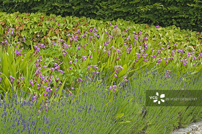 边框中的薰衣草和白芨图片素材