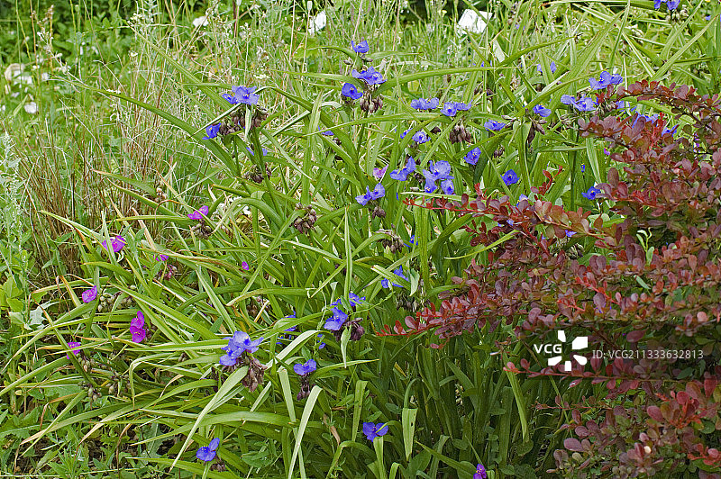 花坛里的紫鸭跖草图片素材