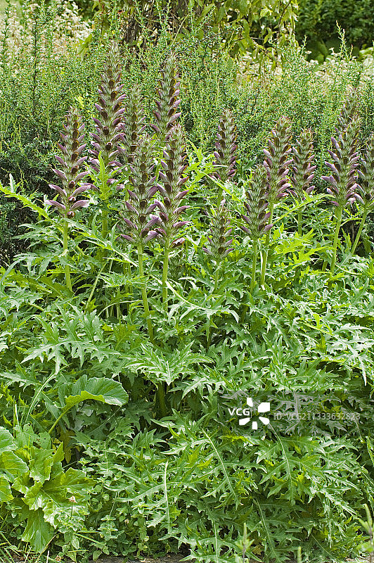 熊掌草图片素材