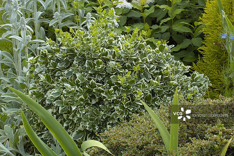 五月的翡翠喜悦木炭图片素材