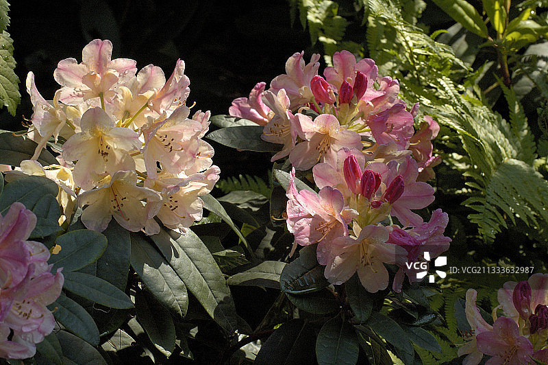 五月的珀西·怀斯曼杜鹃花图片素材