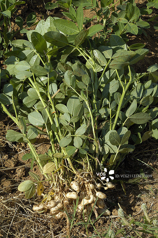 成熟前的花生图片素材
